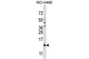 Image no. 1 for anti-Sperm Mitochondria Associated Cysteine Rich Protein (SMCP) (AA 75-105), (C-Term) antibody (ABIN954851)