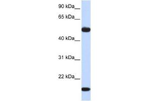 Image no. 1 for anti-Adenylosuccinate Synthase Like 1 (ADSSL1) (Middle Region) antibody (ABIN632681)