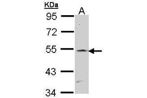 Image no. 3 for anti-Recombination Signal Binding Protein For Immunoglobulin kappa J Region (RBPJ) (Center) antibody (ABIN2856860)