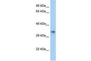 Image no. 1 for anti-Aldo-Keto Reductase Family 1, Member E2 (AKR1E2) (C-Term) antibody (ABIN6747366)