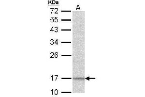 Image no. 5 for anti-NADH Dehydrogenase (Ubiquinone) 1 alpha Subcomplex, 12 (NDUFA12) (full length) antibody (ABIN2856686)