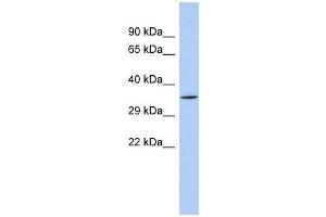 Image no. 1 for anti-Sirtuin 4 (SIRT4) (N-Term) antibody (ABIN927381)
