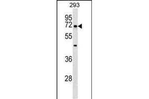 NR5A2 Antibody (Center) (ABIN1538295 and ABIN2848652) western blot analysis in 293 cell line lysates (35 μg/lane).