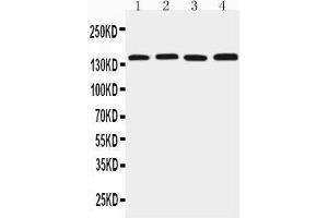 Image no. 2 for anti-Tight Junction Protein 2 (Zona Occludens 2) (TJP2) (AA 1149-1167), (C-Term) antibody (ABIN3044036)