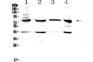Image no. 2 for anti-Hydroxysteroid (17-Beta) Dehydrogenase 4 (HSD17B4) (AA 744-761), (C-Term) antibody (ABIN3044284)
