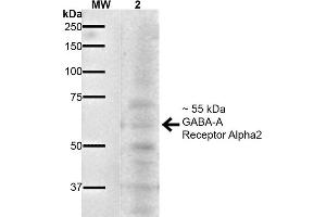 Image no. 2 for anti-gamma-aminobutyric Acid (GABA) A Receptor, alpha 1 (GABRA1) (AA 350-385) antibody (PerCP) (ABIN2485732)