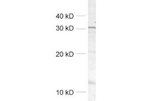 Image no. 1 for anti-N-Ethylmaleimide Sensitive Fusion Protein Attachment Protein beta (NAPB) (AA 283-298) antibody (ABIN1742243)
