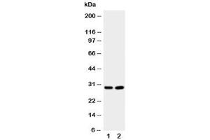 Image no. 3 for anti-Prion Protein (PRNP) (Middle Region) antibody (ABIN3032303)