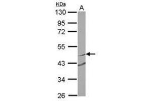 Image no. 2 for anti-Ring Finger Protein 180 (RNF180) (Internal Region) antibody (ABIN1496141)