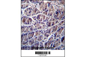 Image no. 1 for anti-Calpain 8 (CAPN8) (AA 290-318) antibody (ABIN657085)