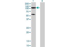 Image no. 5 for anti-Tripartite Motif Containing 28 (TRIM28) (AA 379-524) antibody (ABIN564395)