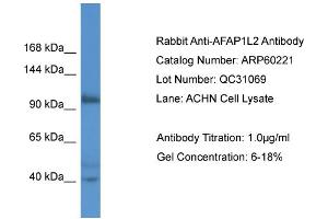 Image no. 1 for anti-Actin Filament Associated Protein 1-Like 2 (AFAP1L2) (N-Term) antibody (ABIN2788372)