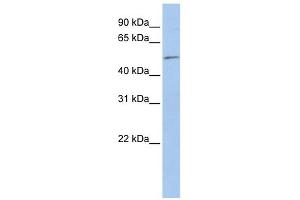 Image no. 1 for anti-Eukaryotic Translation Initiation Factor 5 (EIF5) (N-Term) antibody (ABIN631763)