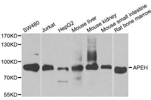 Image no. 1 for anti-N-Acylaminoacyl-Peptide Hydrolase (APEH) antibody (ABIN6570186)