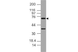 Image no. 1 for anti-NLR Family, Pyrin Domain Containing 10 (NLRP10) (AA 450-650) antibody (ABIN5027380)