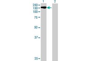 Western Blot analysis of STK11IP expression in transfected 293T cell line by STK11IP MaxPab polyclonal antibody.
