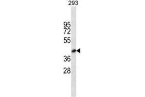 Image no. 1 for anti-Blood Vessel Epicardial Substance (BVES) (AA 312-342), (C-Term) antibody (ABIN950694)