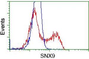 Image no. 8 for anti-Sorting Nexin 9 (SNX9) antibody (ABIN1501048)