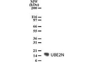 Image no. 1 for anti-Ubiquitin-Conjugating Enzyme E2N (UBE2N) (AA 131-148), (AA 2-19) antibody (ABIN6972893)