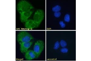Image no. 1 for anti-Neuroligin 1 (NLGN1) (Internal Region) antibody (ABIN185446)