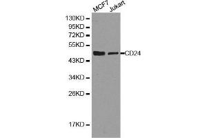 Image no. 1 for anti-CD24 Molecule (CD24) antibody (ABIN5663999)