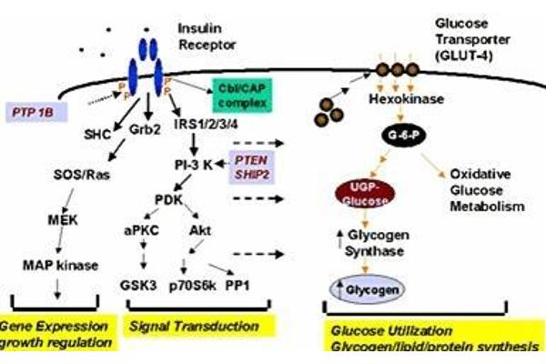 Glycogen Synthase 1 抗体  (pSer640)