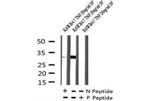 Image no. 3 for anti-Coagulation Factor III (thromboplastin, Tissue Factor) (F3) (pSer290) antibody (ABIN6269859)
