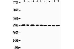 Image no. 2 for anti-Tumor Necrosis Factor Receptor Superfamily, Member 4 (TNFRSF4) (AA 29-47), (N-Term) antibody (ABIN3042883)