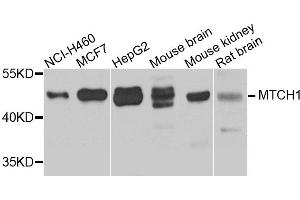 Image no. 1 for anti-Mitochondrial Carrier 1 (MTCH1) antibody (ABIN2737195)