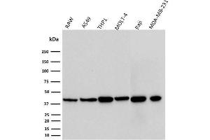 Image no. 1 for anti-CD274 (PD-L1) (AA 39-191) antibody (ABIN6939571)