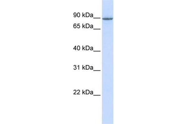 OTUD7B antibody  (Middle Region)