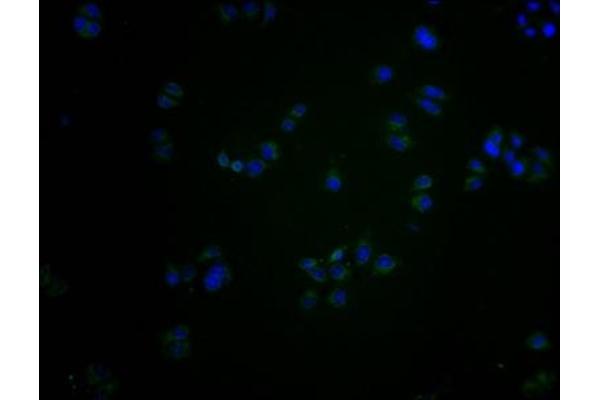 OR2S2 antibody  (AA 262-276)