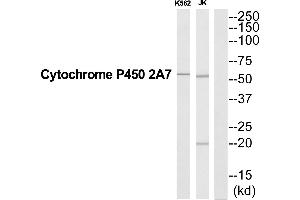 Image no. 1 for anti-Cytochrome P450, Family 2, Subfamily A, Polypeptide 7 (CYP2A7) (Internal Region) antibody (ABIN1575961)
