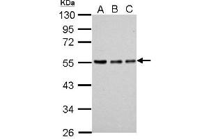 Image no. 4 for anti-Tubulin, alpha 1a (Tuba1a) (Center) antibody (ABIN2856707)