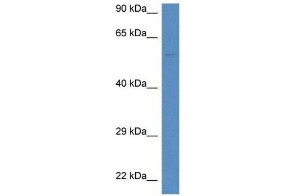 anti-Dual Oxidase Maturation Factor 1 (DUOXA1) (C-Term) antibody