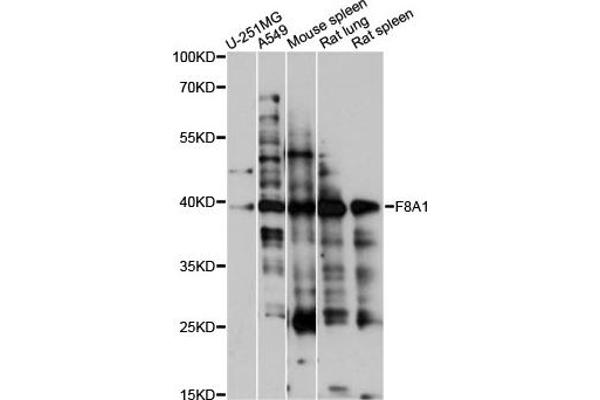 anti-Coagulation Factor VIII-Associated 1 (F8A1) antibody