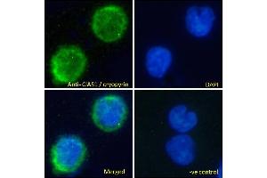Image no. 2 for anti-NLR Family, Pyrin Domain Containing 3 (NLRP3) (C-Term) antibody (ABIN184887)