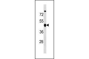 Image no. 1 for anti-Cyclin B2 (CCNB2) (AA 72-99) antibody (ABIN1881163)
