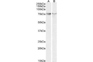 Image no. 2 for anti-Prostaglandin-Endoperoxide Synthase 2 (Prostaglandin G/H Synthase and Cyclooxygenase) (PTGS2) (C-Term) antibody (ABIN184672)