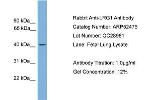 Image no. 2 for anti-Leucine-Rich alpha-2 Glycoprotein 1 (LRG1) (N-Term) antibody (ABIN2784944)
