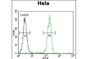 CCNG1 Antibody (C-term) (ABIN655159 and ABIN2844777) flow cytometric analysis of Hela cells (right histogram) compared to a negative control cell (left histogram).