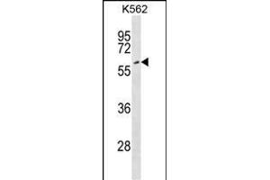 EYA2 Antibody (Center) (ABIN1538098 and ABIN2848741) western blot analysis in K562 cell line lysates (35 μg/lane).