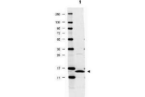 Image no. 2 for anti-Interleukin 17A (IL17A) antibody (ABIN349633)