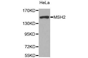Image no. 6 for anti-Mismatch Repair Protein 2 (MSH2) antibody (ABIN3021477)