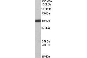 Image no. 2 for C-Src tyrosine Kinase (CSK) peptide (ABIN369047)