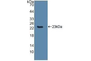 Caspase 8 antibody  (AA 217-384)