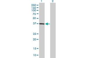 DPH5 antibody  (AA 1-285)