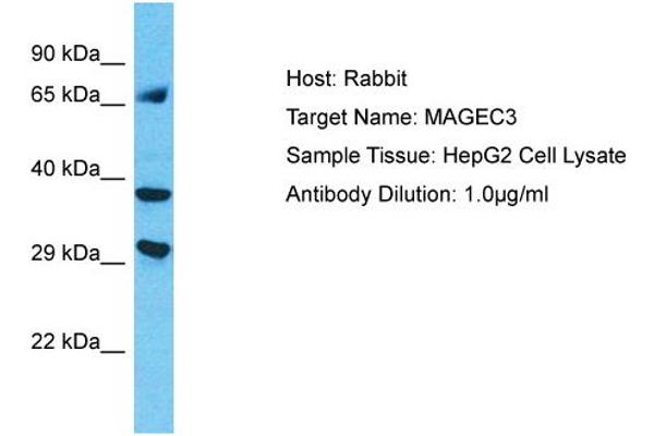 MAGEC3 antibody  (C-Term)