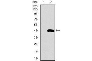 Image no. 2 for anti-Surfactant Protein C (SFTPC) (AA 60-180) antibody (ABIN1098147)