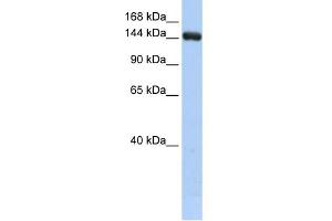 Image no. 1 for anti-UDP-Glucose Glycoprotein Glucosyltransferase 2 (UGT2) (Middle Region) antibody (ABIN2783532)
